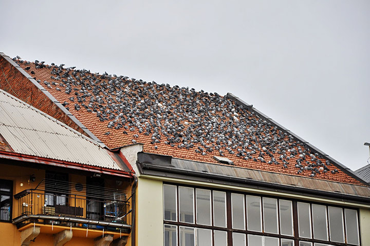 A2B Pest Control are able to install spikes to deter birds from roofs in Lymm. 