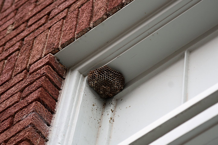 We provide a wasp nest removal service for domestic and commercial properties in Lymm.